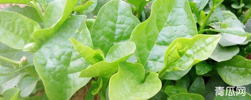 木耳菜亩用多少种子