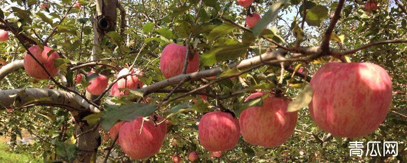 果树入冬打波尔多液吗