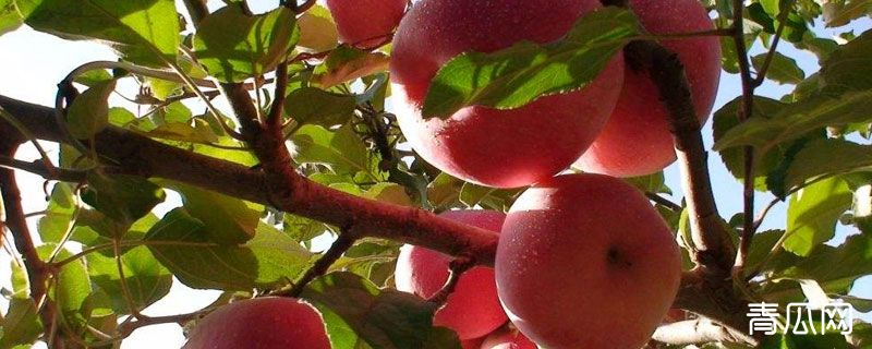 苹果树能嫁接山楂吗