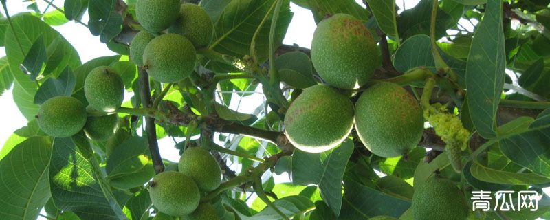 核桃产地主要在哪个省