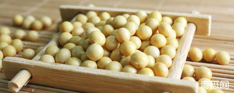 一百粒大豆有多重