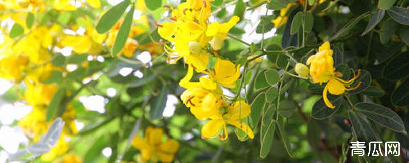 决明子树长什么样