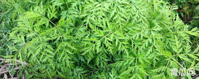 川芎的生长环境