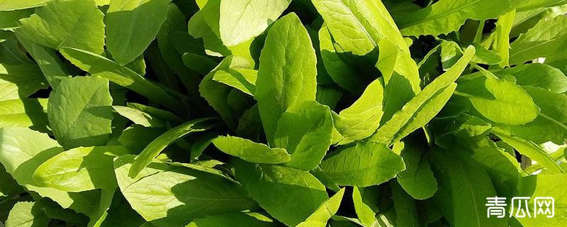 油麦菜和油菜一样吗