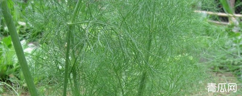 茴香调料和茴香蔬菜什么关系