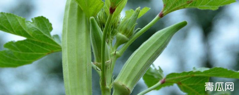 黄秋葵为什么叫洋茄