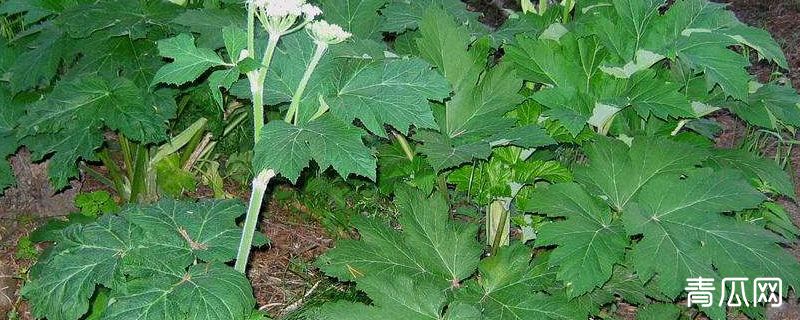 白芷亩产多少斤