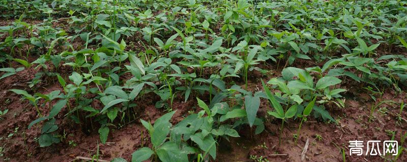 半夏播种的季节
