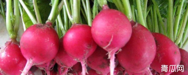 樱桃萝卜的种植方法和时间