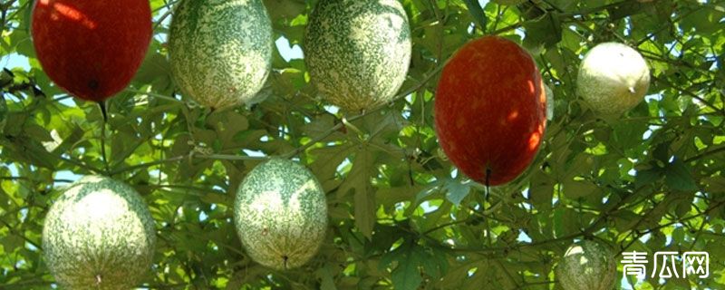 黄瓜蒌子学名叫什么