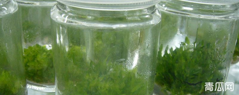 组培苗和原生苗区别