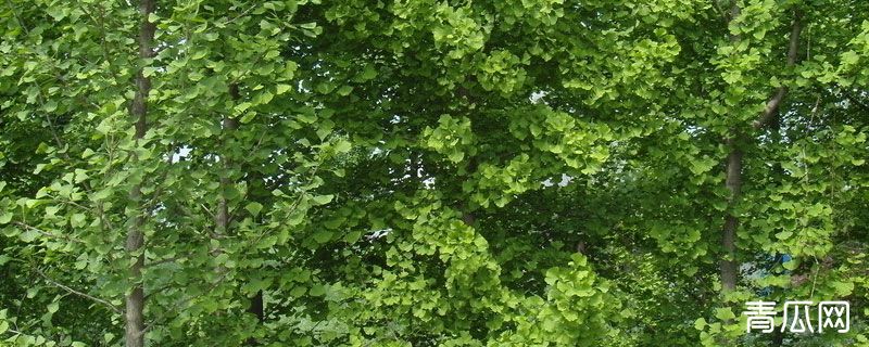 银杏树烂皮是什么病