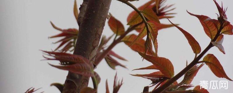 香椿叶子像什么