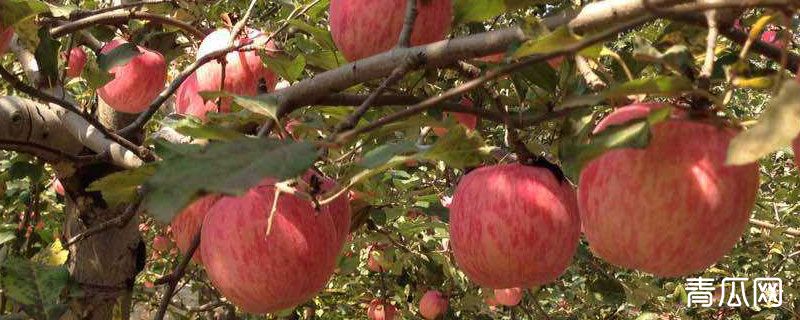 辛菌胺醋酸盐主治什么病