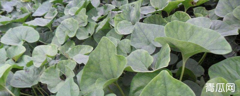 细辛亩产量有多少