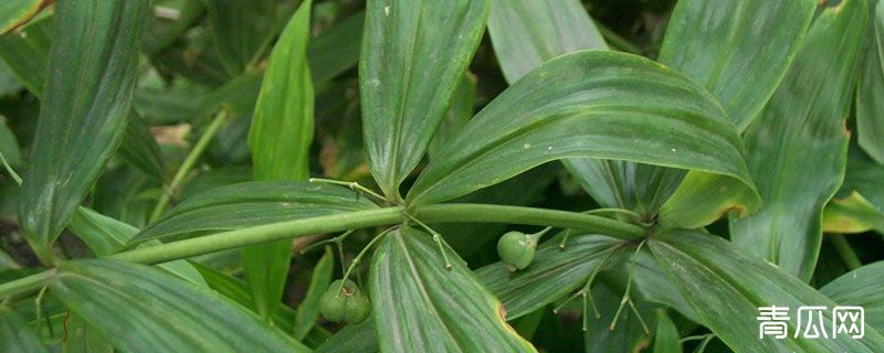 黄精冬天怕冻吗