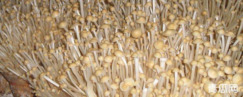 金针菇的根部怎么再生长