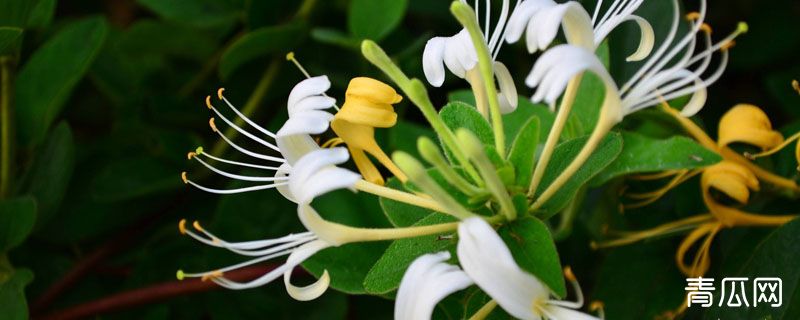 金银花名字的由来