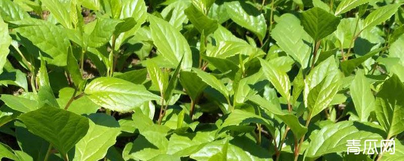 五味子苗什么时候栽植