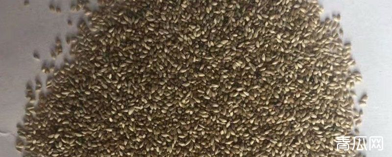 牧草皇竹草种子怎么播种