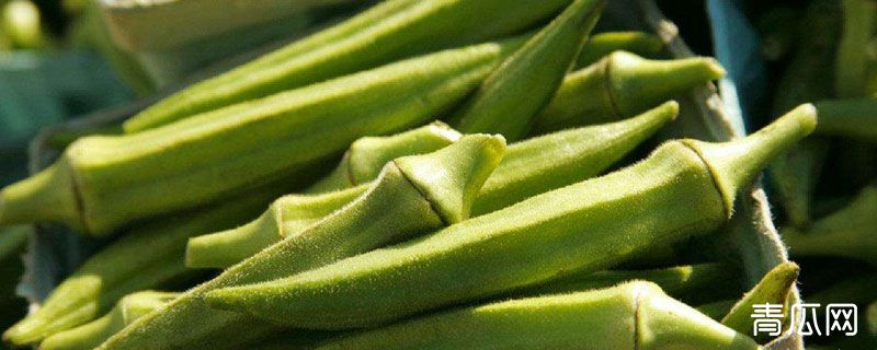 黄秋葵叶子可以吃吗