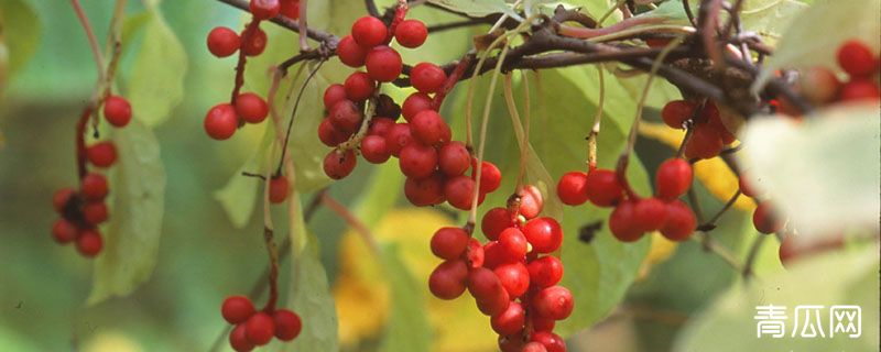 五味子冬天怕冻吗