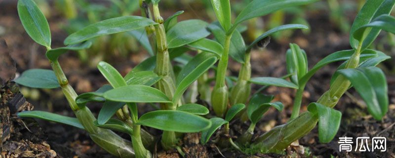 石斛用什么土种植比较好