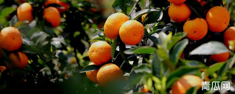 明日见定植几年能挂果