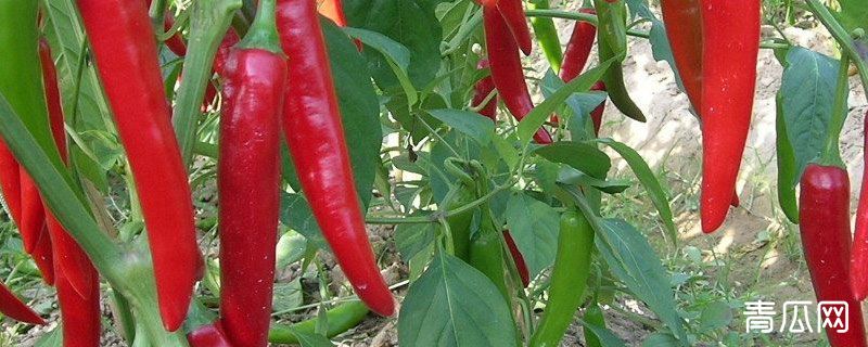 羊角椒种子可以直接种吗