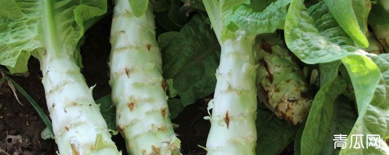 莴笋芦笋和竹笋的区别