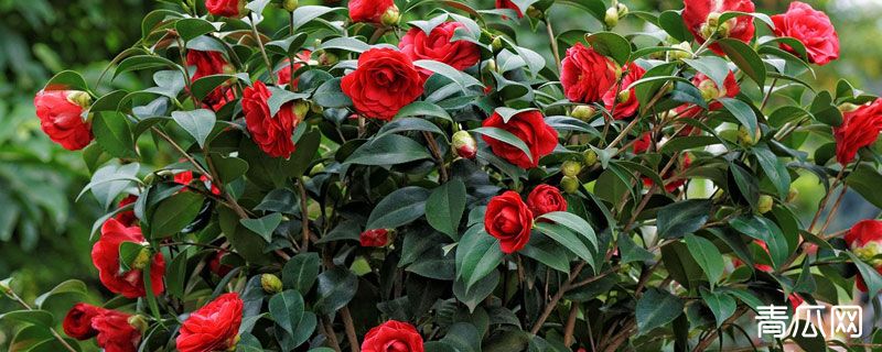 茶花可以施复合肥吗