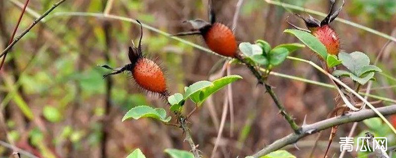 金樱子一亩产量多少