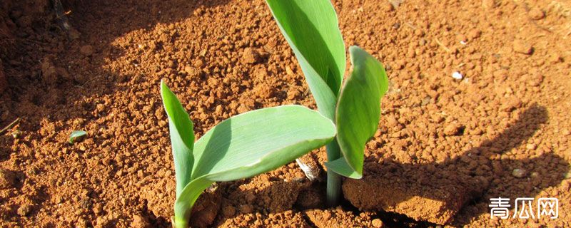 烧苗的补救方法