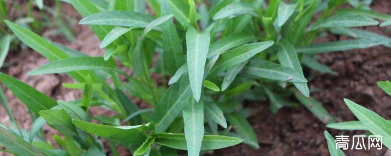 空心菜旱地能种吗