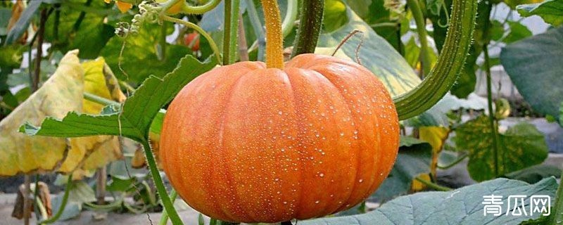 南瓜为什么会苦