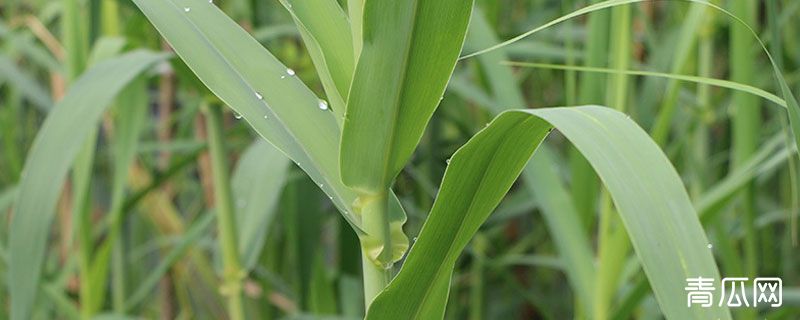 绿洲一号牧草与巨菌草区别