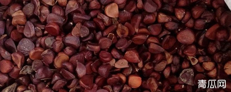 鱼腥草籽什么时候播种