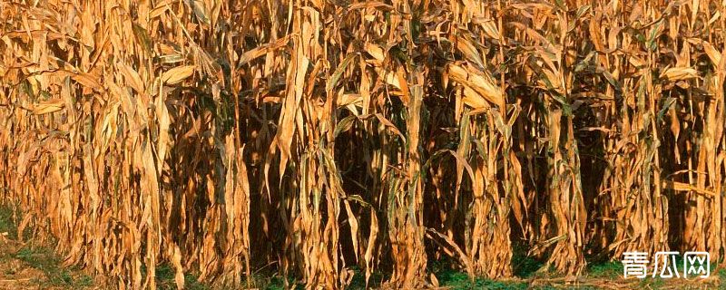 玉米秸秆深加工项目