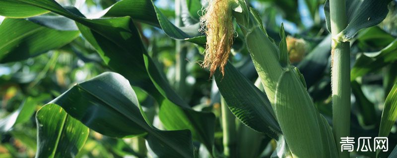 科瑞981玉米种子介绍