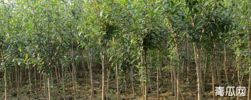 树木从小苗到大苗一般几年移栽一次