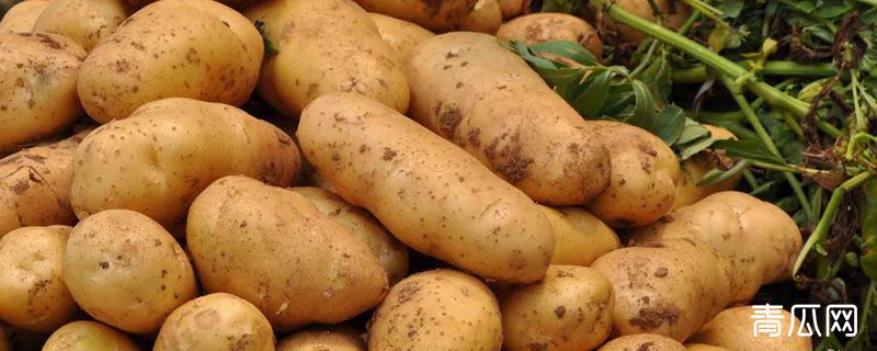马铃薯凹陷处具有什么
