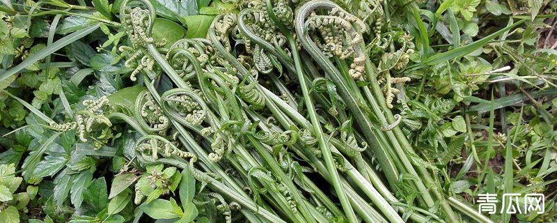 蕨菜发苦怎么回事