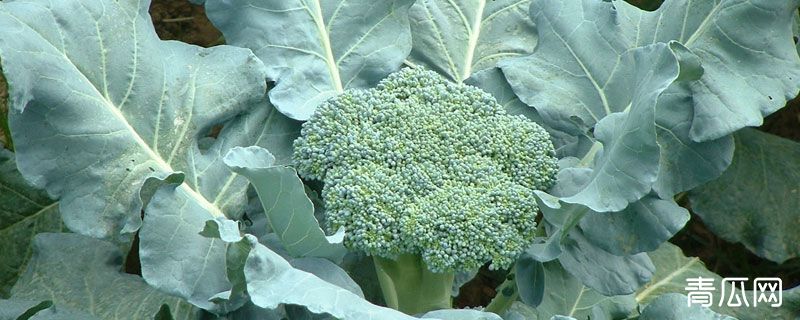 花椰菜和西兰花的区别