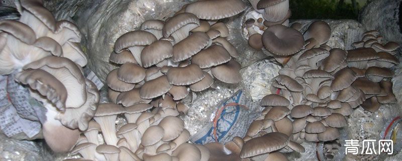 一袋平菇菌出几斤平菇