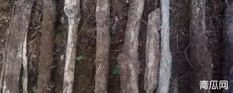 天麻菌柴怎样培植