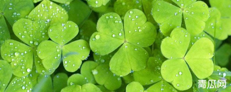 三叶草和四叶草区别