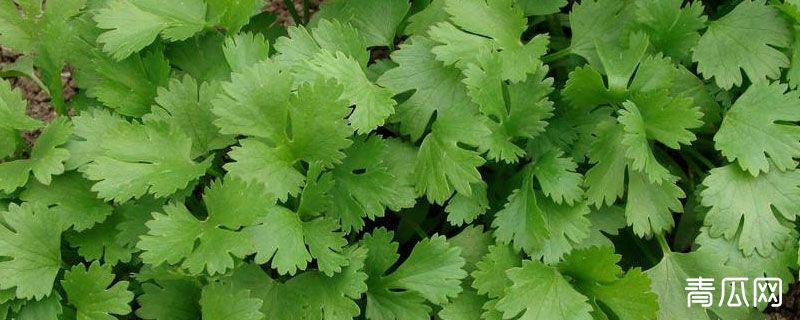 香菜有几种