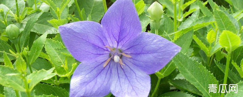 桔梗叶子发黄什么原因