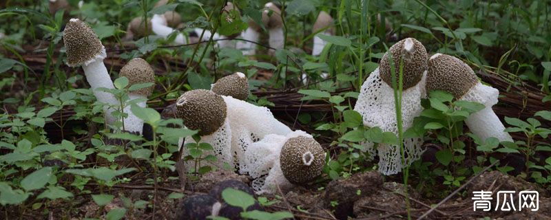 竹荪生长在什么地方