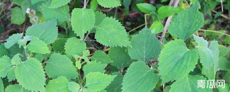 防风草是萝卜吗